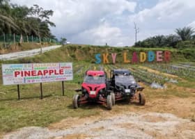 Sky Ladder Pineapple Farm